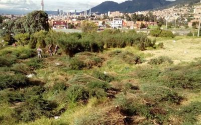 Se ejecutó la poda del terreno en Monte Rizzo