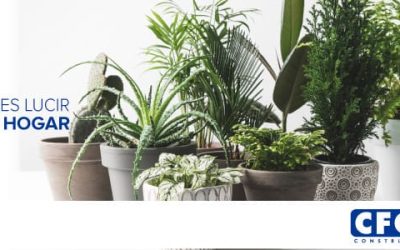 Consejos básicos para cuidar las plantas al interior de tu casa