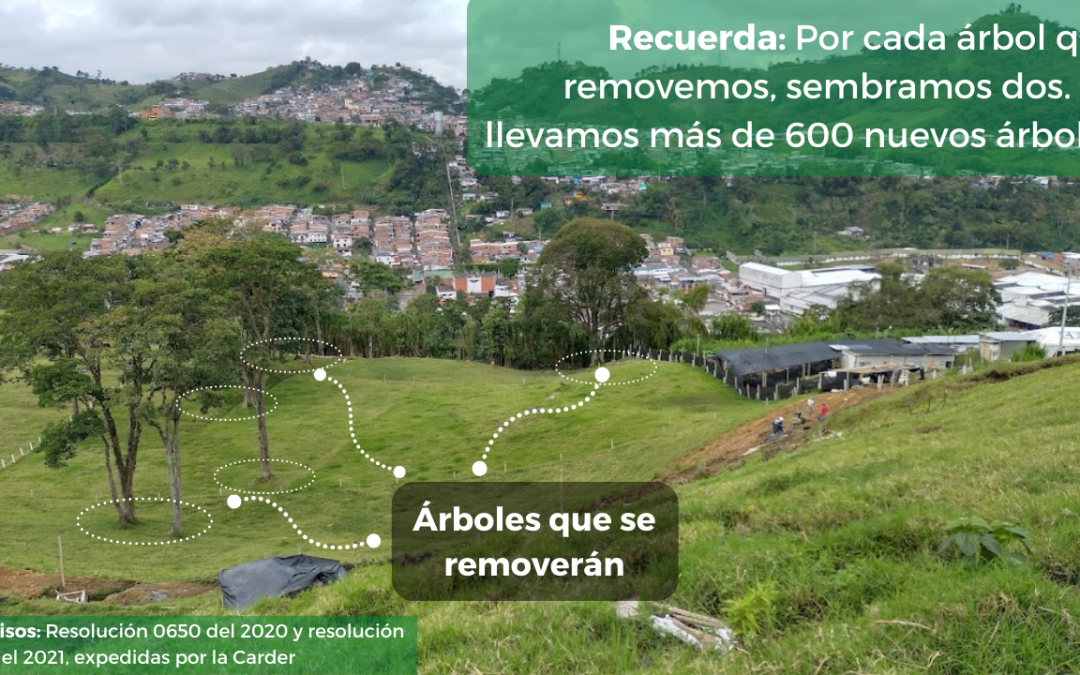 Debemos remover unos árboles, pero vamos a sembrar muchos más
